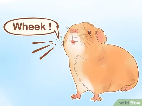 Learning to Understand Guinea Pigs