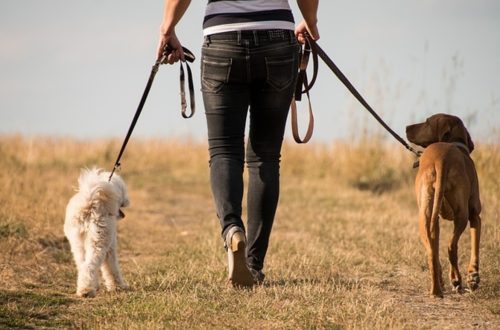 Leash for walking two dogs