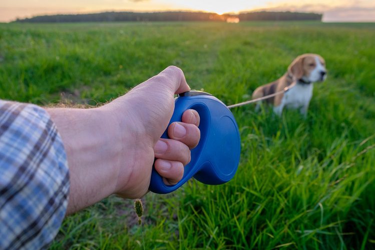 Leash Vs tape measure: which is better