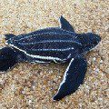 Leatherback turtle