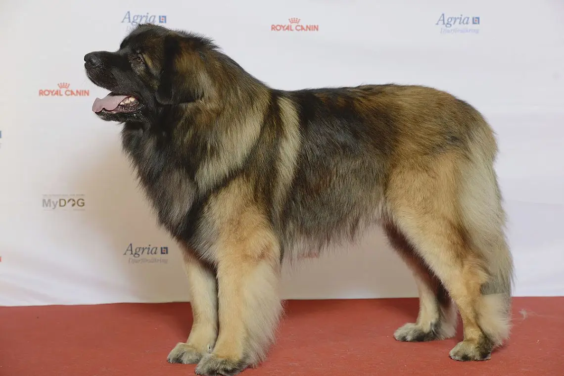 Leonberger