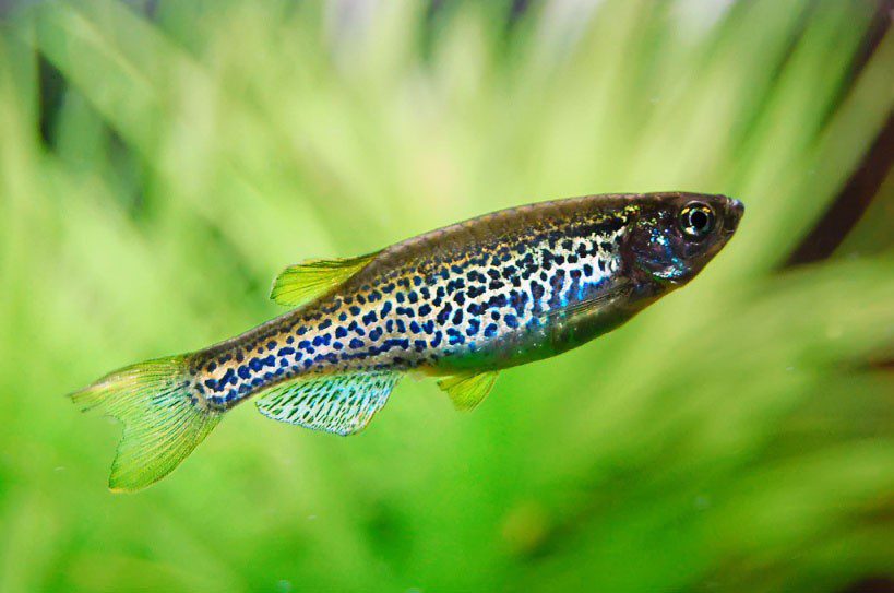 Leopard Danio