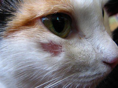 Lichen in cats - important information, signs, photos, treatment