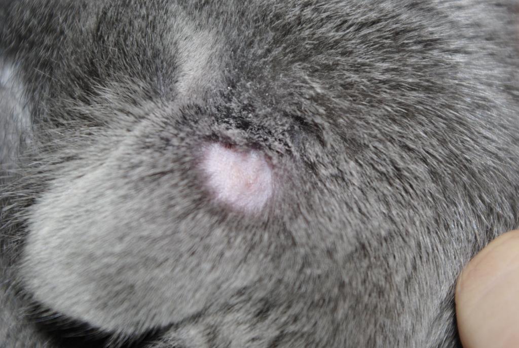 Lichen in cats - important information, signs, photos, treatment