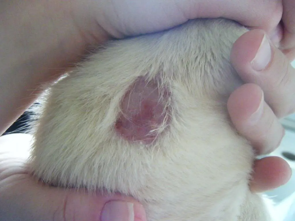 Lichen in cats - important information, signs, photos, treatment