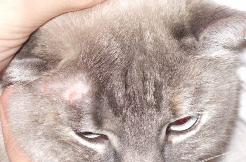 Lichen in cats &#8211; important information, signs, photos, treatment