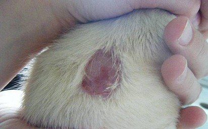 Lichen in dogs - photos, signs, symptoms and treatment