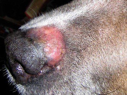 Lichen in dogs - photos, signs, symptoms and treatment