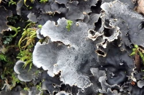 Lichen in dogs &#8211; photos, signs, symptoms and treatment