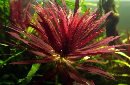Limnophila red