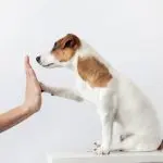 Little puppy training