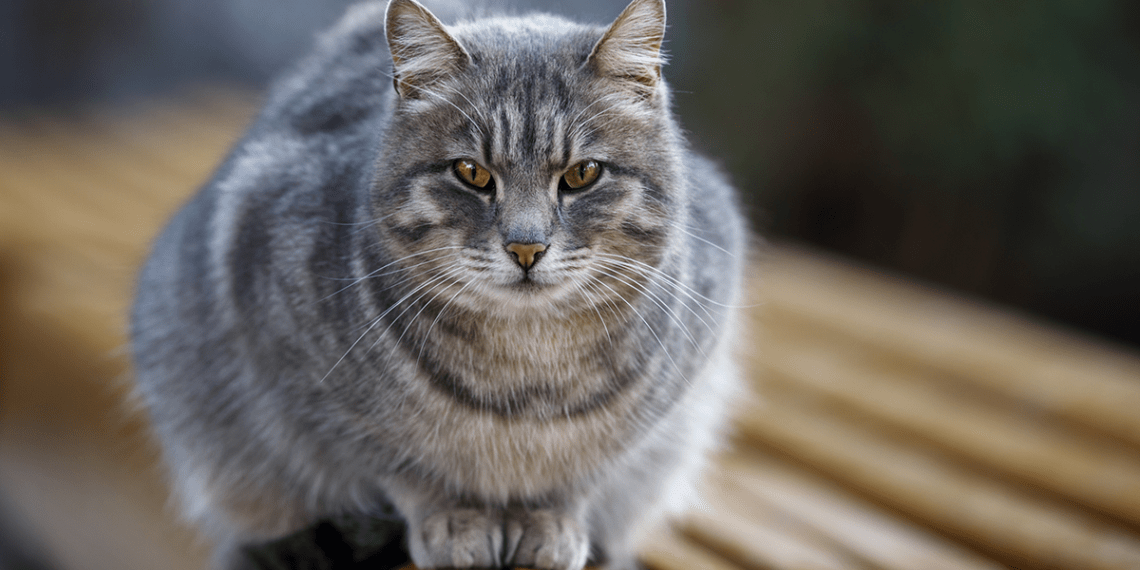 liver disease in cats