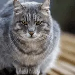 liver disease in cats