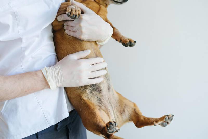 Liver disease in dogs