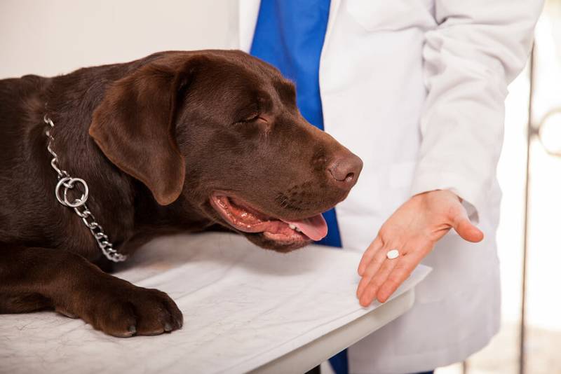 Liver disease in dogs