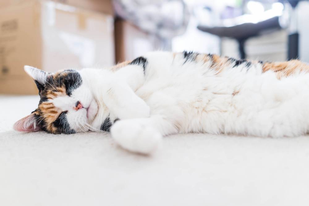 Liver failure in cats and cats