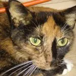 Liver failure in cats and cats