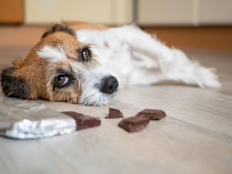 Liver failure in dogs