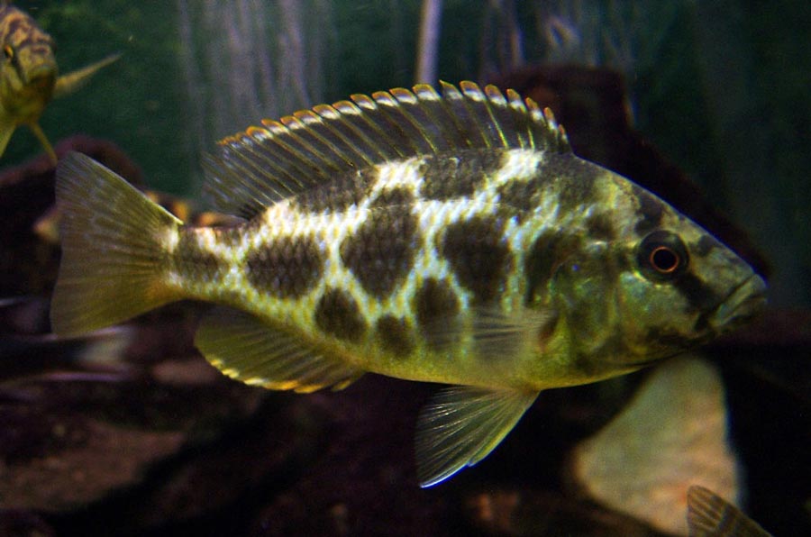 Livingstones cichlid