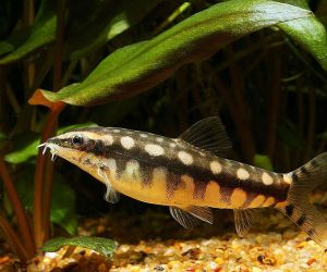 Loaches or Loaches