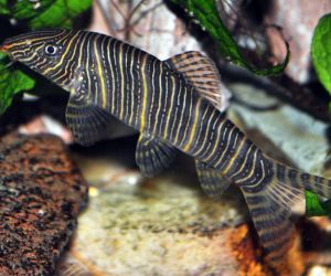 Loaches or Loaches