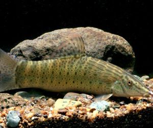 Loaches or Loaches