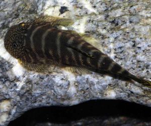 Loaches or Loaches