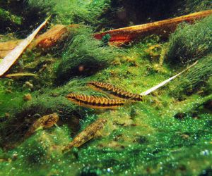 Loaches or Loaches