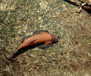 Loaches or Loaches