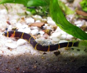 Loaches or Loaches