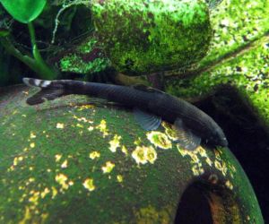 Loaches or Loaches