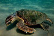 Loggerhead