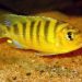 Red cichlid zebra