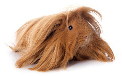 Long haired guinea pigs