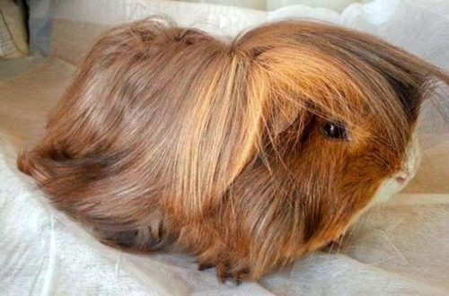 Long haired guinea pigs: grooming