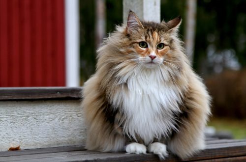 Long-lived cat Kuzya from Minsk