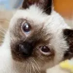 Loss of coordination in cats