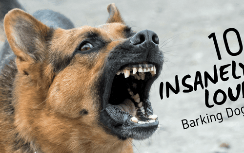 Loud: top 10 most barking dog breeds