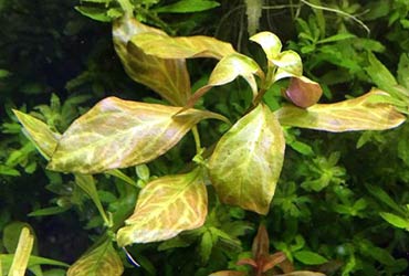 Ludwigia