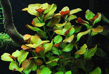 Ludwigia