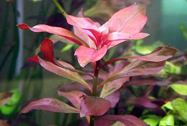 Ludwigia