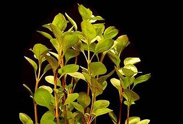 Ludwigia