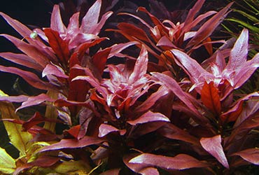 Ludwigia