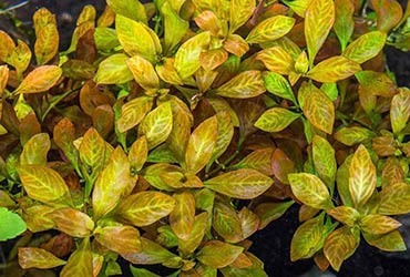 Ludwigia