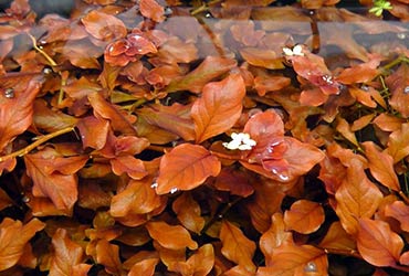 Ludwigia