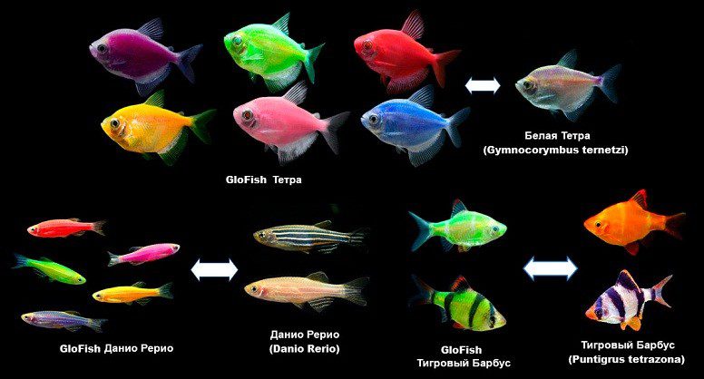 Luminous (fluorescent) aquarium fish - a bit of history