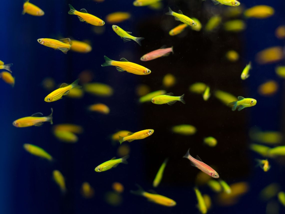 Luminous (fluorescent) aquarium fish &#8211; a bit of history