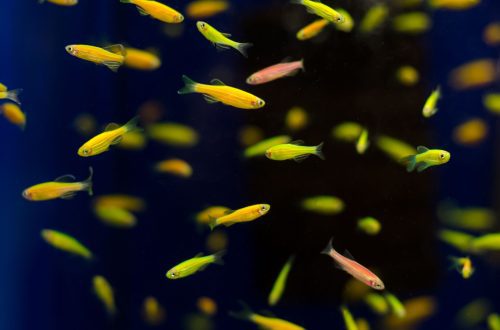 Luminous (fluorescent) aquarium fish &#8211; a bit of history