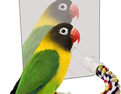 Luxury parrot barband