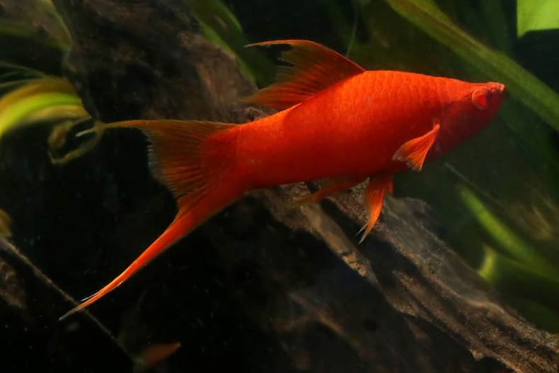 Lyretail swordtail